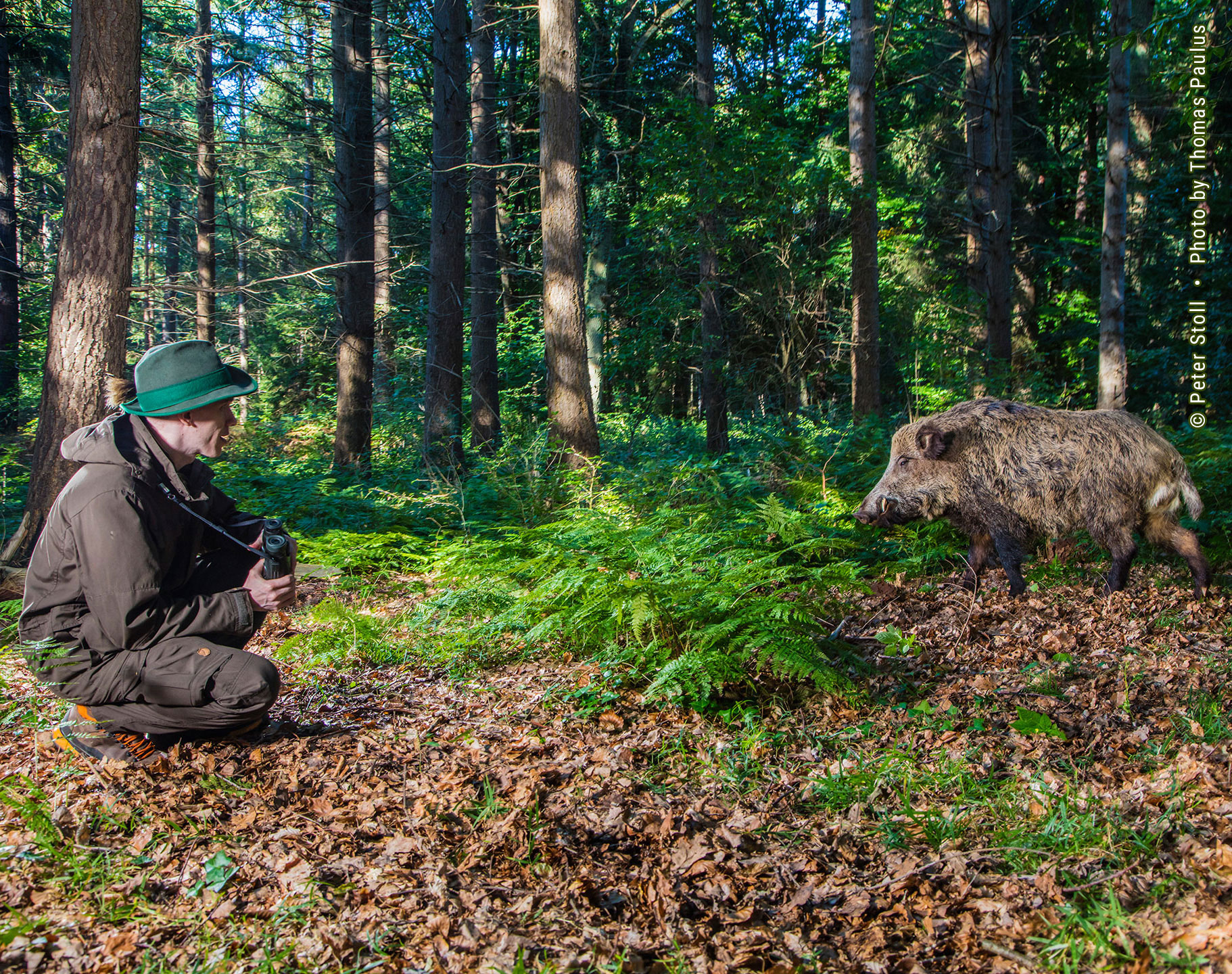 Wildmanagement Stoll Expertise 2 Wildschwein, Schwarzwild | &copy; Peter Stoll • Photo by Thomas Paulus