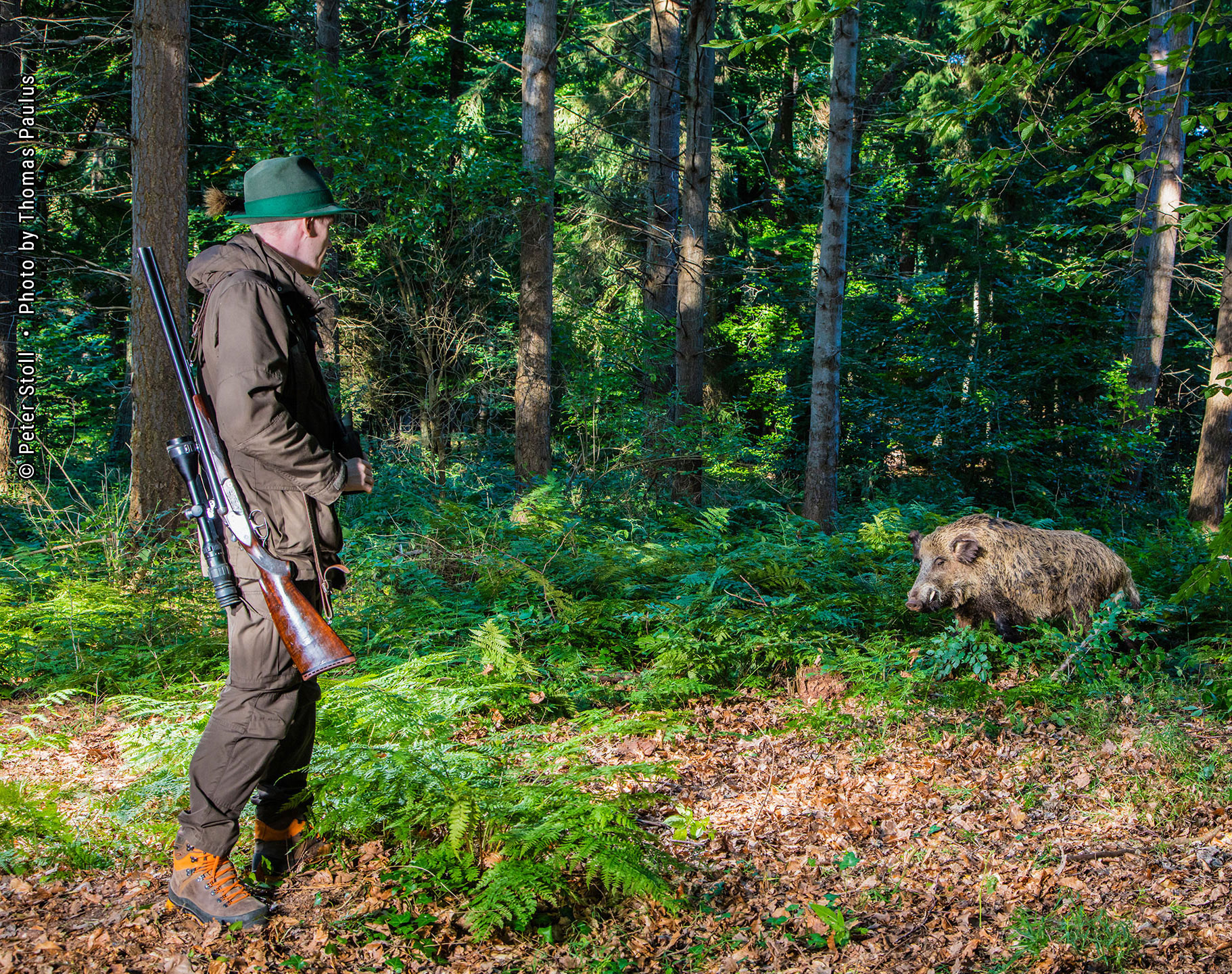 Wildmanagement Stoll Expertise 3 Wildschwein, Schwarzwild | &copy; Peter Stoll • Photo by Thomas Paulus