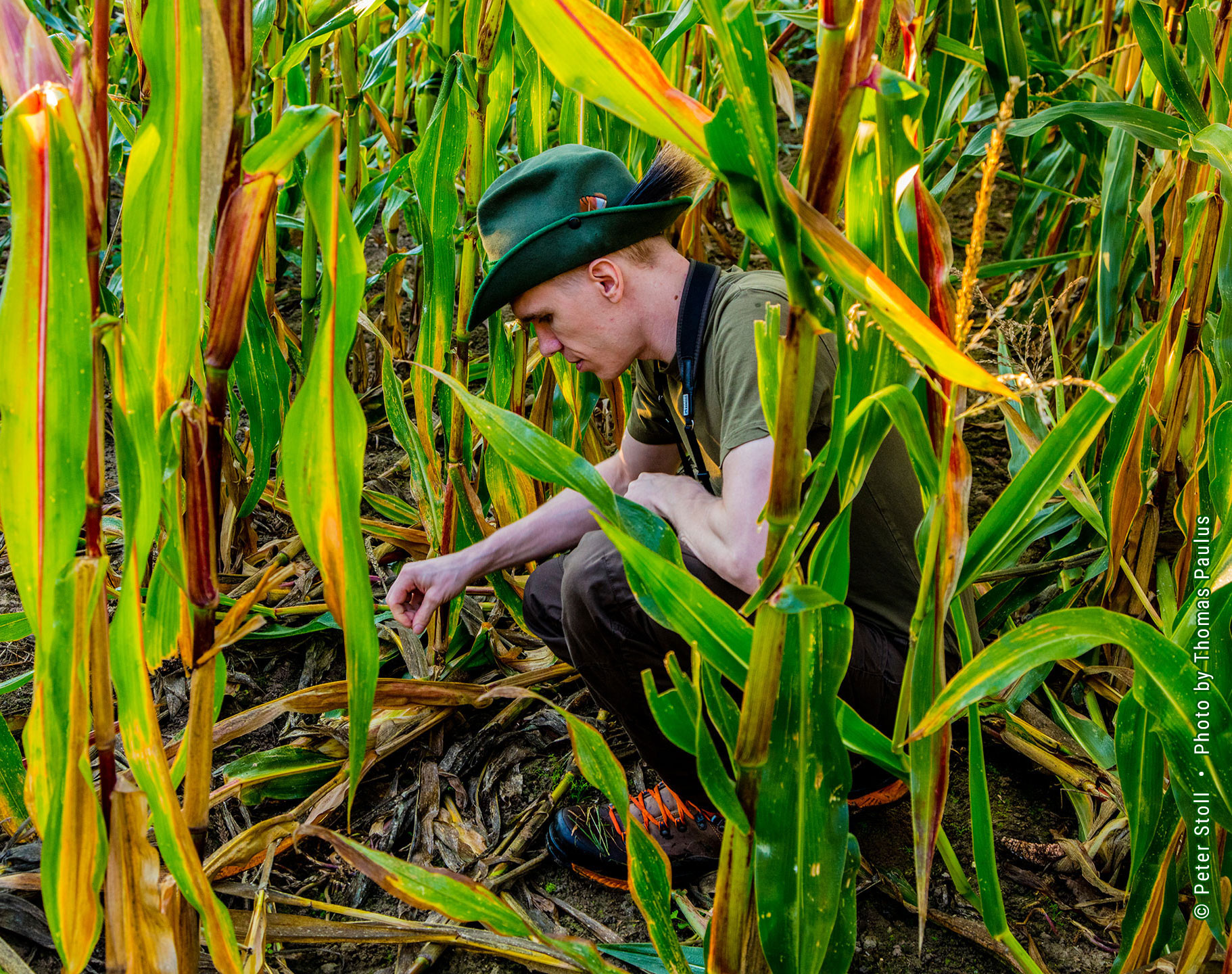 Wildmanagement Stoll Wildschaden Begutachtung | &copy; Peter Stoll • Photo by Thomas Paulus