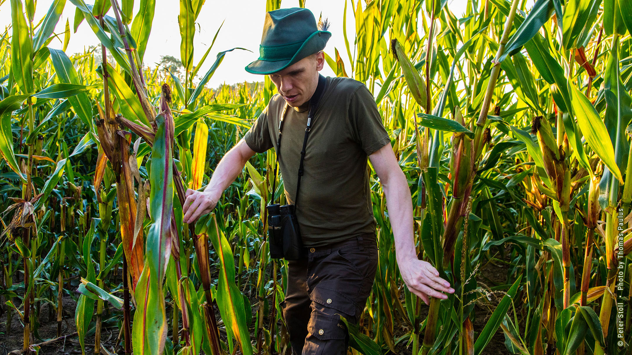 Wildmanagement Stoll Wildschaden im Schlag | &copy; Peter Stoll • Photo by Thomas Paulus